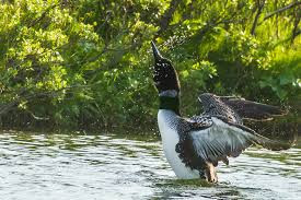 Chim lặn Gavia có thể sống trong tự nhiên khoảng 30 năm.