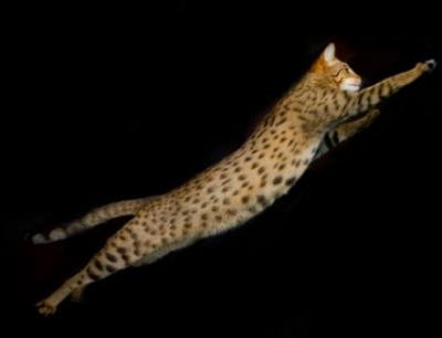  Mèo Allerca không gây dị ứng. Mèo Allerca không gây dị ứng có giá 6.000 USD và là giống mèo đầu tiên trên thế giới được nhân giống để không gây dị ứng cho con người. Đôi khi giống mèo này được bán với giá lên đến 28.000 USD.