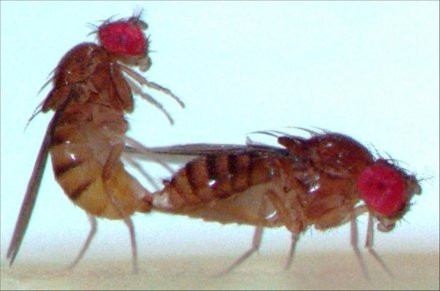  Ruồi giấm. Ruồi giấm ve vãn và giao phối với cả ruồi giấm đực và ruồi giấm cái do chúng thiếu 1 gên quan trọng nên không thể nhận ra được những con ruồi giấm cái. Đặc biệt, nếu bị ghép đôi cưỡng bức trong phòng thí nghiệm, ruồi giấm đực cũng thực hiện hành vi tình dục đồng giới.