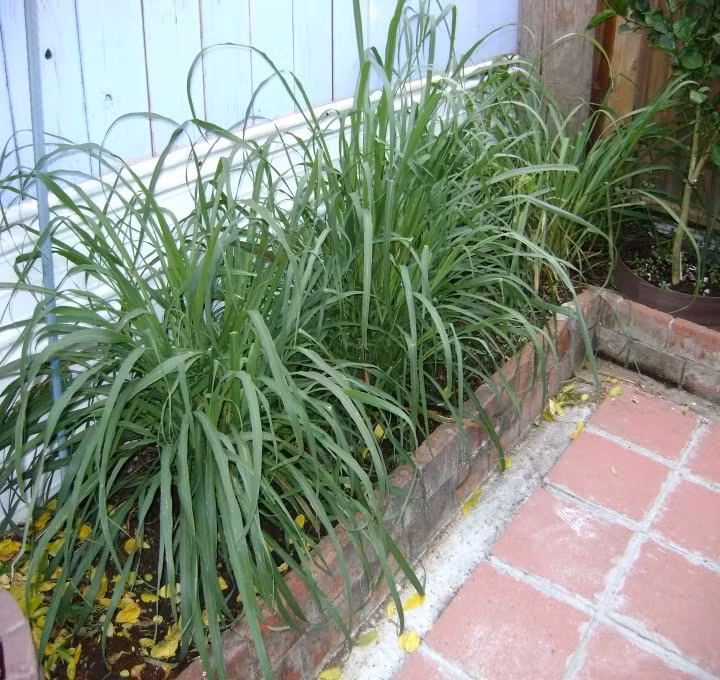 Cây sả. Nằm trong danh sách những loài cây quen thuộc có thể đuổi muỗi chính là cây sả - một loại cây gia vị và là vị thuốc nam rất phổ biến ở nước ta. Bên cạnh đó, tinh dầu từ sả cũng là một loại hương khiến muỗi “ghét cay ghét đắng”, do đó việc trồng loại cây này cũng là phương pháp đơn giản để xua muỗi mà không cần phải sử dụng đến thuốc.