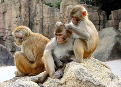 Khỉ Châu Á sống trong tự nhiên khoảng 20 năm.