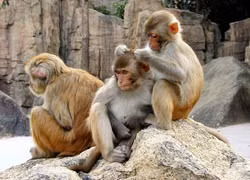 Khỉ Châu Á sống trong tự nhiên khoảng 20 năm.