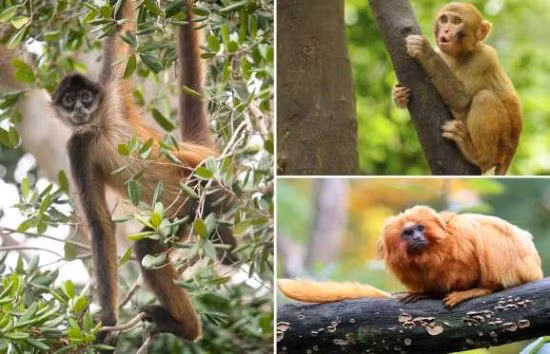 Thức ăn chủ yếu của chúng là lá cây, trái cây, rễ cây, hạt, hoa và cỏ.