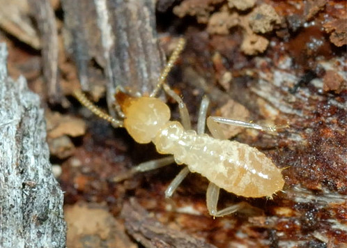  Mối. Loài mối có tổ chức xã hội tương tự như loài kiến. Mối thợ chịu trách nhiệm tìm kiếm những nguồn gỗ mới, đào hang và chăm sóc mối non. Mối lính có trách nhiệm bảo vệ đàn của mình. Trong khi đó, những con mối có cánh trong đàn là những con giữ trách nhiệm phân chia và bắt đầu gây dựng một đàn mối mới. 