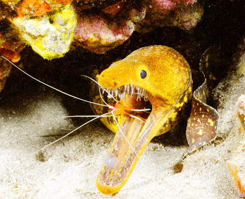 Cá chình răng nanh. Cà chình răng nanh cũng sở hữu số lượng răng “khủng” đến nỗi mà những chiếc răng vẫn lộ rõ ngay cả khi nó ngậm chặt miệng. Loài động vật này còn nổi tiếng bởi bộ răng khỏe và sắc nhọn với những chiếc răng giống thủy tinh và chiều dài răng có thể đạt tới vài cm.