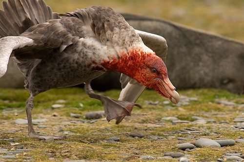 Chim hải âu Petrel Nam Cực được tìm thấy ở Đại Tây Dương, Nam Phi, mỗi con nặng 8-10 kg, sải cánh dài tận 2-4 m, lông màu xám trắng, vàng cam, màu sắc nói chung hấp dẫn, quyến rũ tuy nhiên, nó còn có bộ hàm khá rộng, sắc nhọn và khá là nguy hiểm.