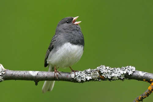 Chim Junco được biết đến là một trong những loài chim đáng yêu nhất trên thế giới với vẻ ngoài cục nịch, dễ thương, nó có kích thước nhỏ, trọng lượng nhẹ. Nhưng khi gặp kẻ thù, nó không dễ thương như bạn nghĩ.