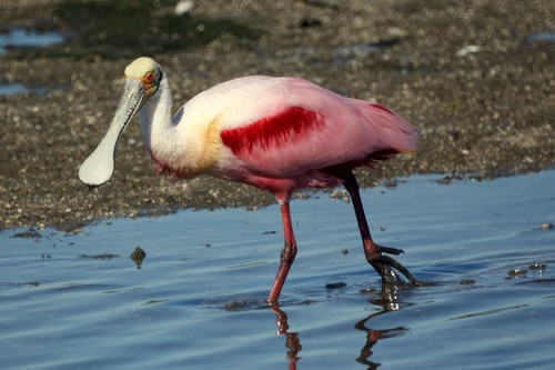 Cò thìa nổi bật với mỏ hình cái thìa cực linh hoạt, có thể kẹp gắp con mồi trong tích tắc, vành mỏ vết răng cưa sắc bén, đôi bàn chân đỏ đậm, xấu xí na ná chân khủng long.