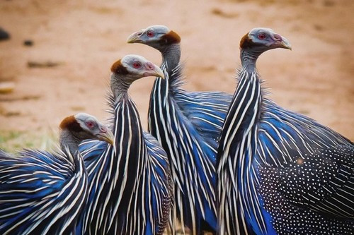Kền kền Guinea Fowl là loài chim có bộ mỏ nhọn, và hoạt động cực kỳ linh hoạt và đây là vũ khí phòng vệ của nó. Ngoài ra, bộ lông của nó nổi bật với dạng sọc đa màu rất quyến rũ cùng đôi mắt màu đỏ tươi ghê rợn.