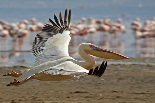 Bồ nông trắng lớn có hàm lớn, răng nhọn và có thể nuốt cả một con mồi lớn hơn cả cơ thể nó một chút, chủ yếu sống ở gần ao hồ và chúng ta cũng phải đề phòng khi tiếp xúc với loài chim này.