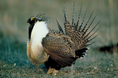 Loài chim Ngải Thảo Tùng Kê là một trong những con chim có vẻ ngoài hài hước, hiện sống rộng rãi ở Bắc Mỹ và Australia. Con chim này có đuôi dài, nhọn cùng một số đặc điểm nục nịch, trông rất hài hước, tuy nhiên với trẻ nhỏ nên cẩn thận với loài chim này có thể mổ vào chân hoặc nhảy chồm vào bọn trẻ. Mặc khác, loài chim này cũng thuộc dạng quý hiếm và đang trên bờ vực tuyệt chủng.