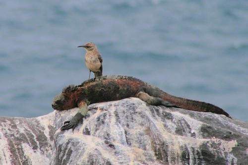Chim Mimus macdonaldi thuộc dòng họ tổ tiên nhà chim Thrasher, có nguồn gốc đảo từ đảo Ecuador và Mỹ. Nó được biết đến như là loài chim biết hót khá vui nhộn, nhưng mỏ nó nhọn sắc, cong, và một cái lưỡi khá dài, nó tấn công, mổ vào con mồi cho đến khi mất máu và chết tại chỗ.