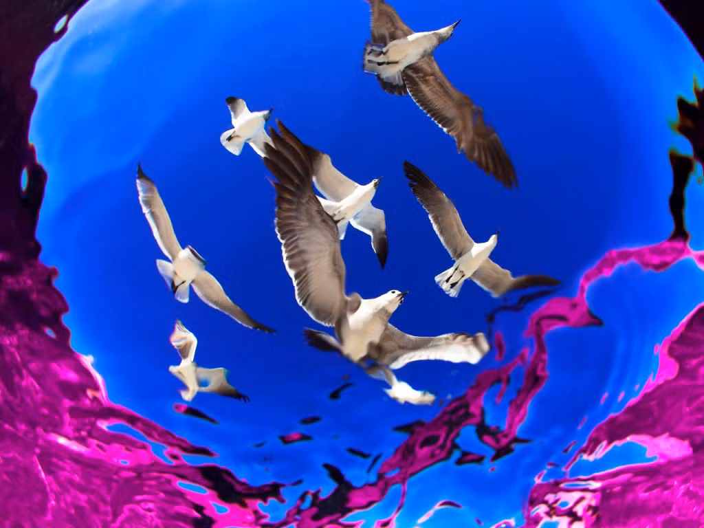 Khi mặt nước trở thành ống kính để chiêm ngưỡng bầy hải âu chao lượn trên không trung. Nguồn ảnh: couriermail.