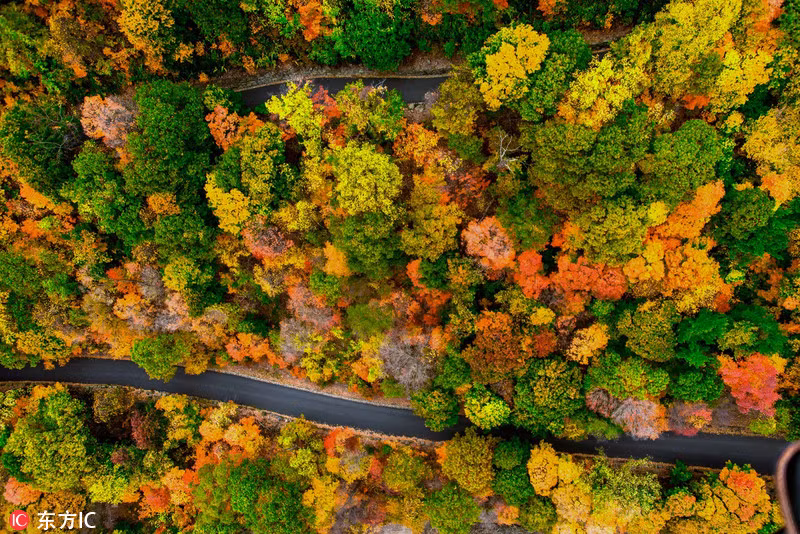 Mùa thu tuyệt đẹp tại New York.