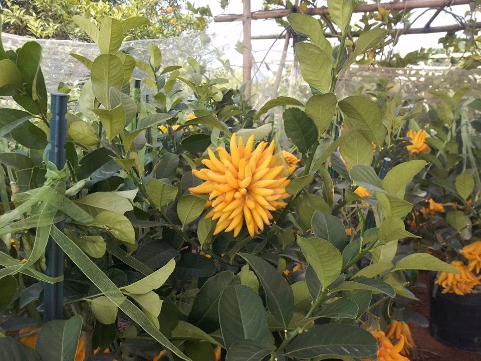 Quả phật thủ có thể dùng để làm mứt rất ngon. Ngoài ra, nó được dùng làm nguyên liệu chế biến các món ăn ngon bổ dưỡng cũng như các bài thuốc quý. Thời gian gần đây, giống cây này đem lại giá trị kinh tế lớn cho người trồng do giá bán lên cao.