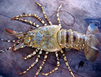 Tùy thuộc vào từng loại, loài tôm hùm có kích cỡ khác nhau dài từ 24.38cm – 0.9m. Chúng có đôi càng không bằng nhau và được sử dụng để bắt và xé nhỏ con mồi. Nguồn: SoftSchools