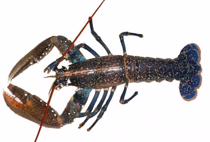 Tôm hùm có 10 chân giống như như tôm và cua nhưng lại có bộ não và hệ thống thần kinh, tim, dạ dày và ruột giống con người. Nguồn: SoftSchools