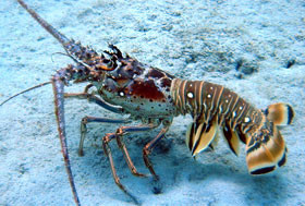 Tôm hùm sống trong tự nhiên khoảng 100 năm. Có 49 loài tôm hùm được tìm thấy ở các đại dương trên khắp thế giới và có khoảng 200 000 tấn tôm hùm được đánh bắt mỗi năm. Nguồn: SoftSchools