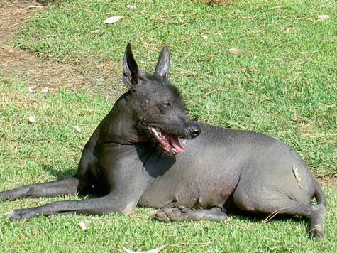 8. Chó không lông Xoloitzcuintli. Loài chó không lông Xoloitzcuintli không chỉ kỳ lạ vì làn da không có lông mà còn ở cái cổ dài, tai dơi, mắt tròn và cơ thể bóng như mỡ. Nguồn: Oddies
