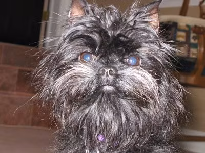 9. Chó khỉ Affenpinscher. Chó khỉ Affenpinscher có khuôn mặt khá giống loài linh trưởng với bộ lông khá xù xì, nhưng không bện vào nhau, thường có màu đen hay xám đen. Chó khỉ đặc trưng bởi cái đầu tròn tròn, cổ ngắn, mặt nhìn hao hao con khỉ, lông trên khuôn mặt khá rậm và tai hơi nhọn. Nguồn: Oddies