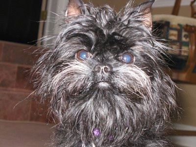 9. Chó khỉ Affenpinscher. Chó khỉ Affenpinscher có khuôn mặt khá giống loài linh trưởng với bộ lông khá xù xì, nhưng không bện vào nhau, thường có màu đen hay xám đen. Chó khỉ đặc trưng bởi cái đầu tròn tròn, cổ ngắn, mặt nhìn hao hao con khỉ, lông trên khuôn mặt khá rậm và tai hơi nhọn. Nguồn: Oddies