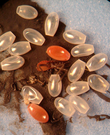 Bọ xít hút máu người phát triển và sinh sản mạnh mẽ vào mùa hè. Thức ăn của chúng là máu của những động vật có xương sống, trong đó có cả con người.