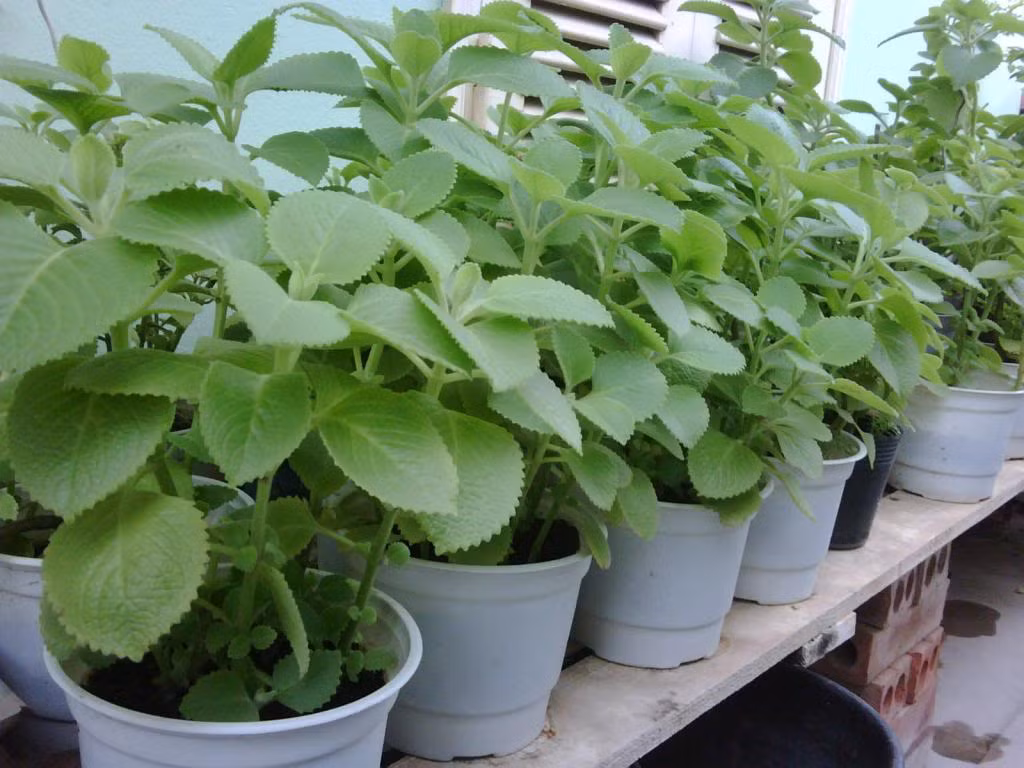 Cây húng chanh thường được trồng để làm rau gia vị và làm thuốc. Thân cây cao từ 20-50cm với phần thân sát gốc hoá gỗ. Lá cây dày, cứng, giòn, mép khía răng tròn, màu xanh lục nhạt.