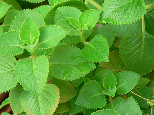 Cây húng chanh có thể thu hái quanh năm. Nó có vị the cay, hơi chua, mùi thơm, tính ấm, không độc. Ngoài ra, cây còn có chứa một lượng ít tinh dầu, trong tinh dầu có đến 65,2% các hợp chất phenolic trong đó có salicylat, thymol, carvacrol, eugenol và chavicol.