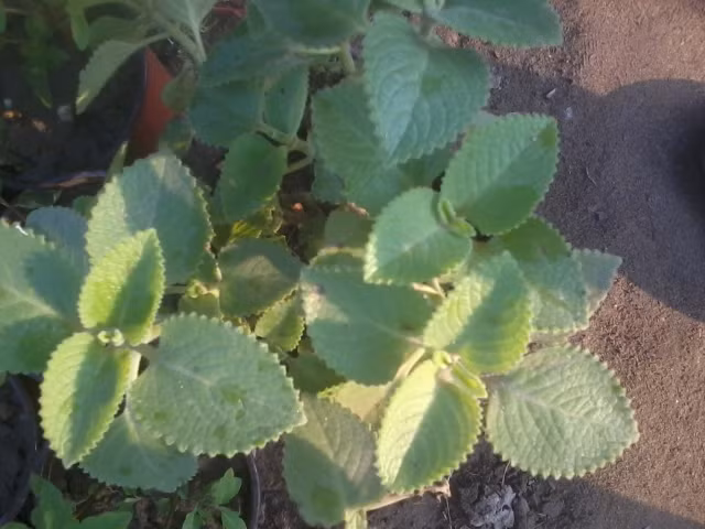 Trong cây húng chanh còn chứa một chất màu đỏ gọi là colein có tác dụng kháng sinh mạnh đối với một số vi trùng, nhất là ở vùng họng, mũi, miệng và cả ở đường ruột.