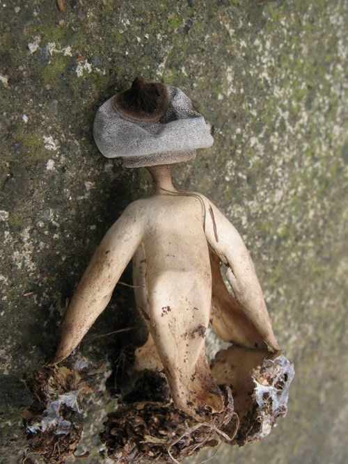 Nấm Geastrum britannicum thường bị nhầm lẫn với một loài nấm sao đất phổ biến ở hạt Norfolk, Anh nhưng kỳ thực đây là một loại nấm mới. Đây không chỉ là loài mới ở Norfolk mà nó còn là loài nấm mới trên toàn thế giới.