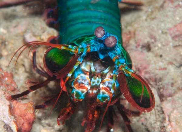 Đặc biệt, mắt tôm bọ ngựa có khả năng phân biệt màu sắc cực tốt bởi có 12 loại cơ quan thụ cảm màu sắc, trong khi con người chỉ có 3 loại cơ quan cảm thụ màu sắc. Ngoài ra, nó còn có khả năng nhìn thấy tia tử ngoại, hồng ngoại và ánh sáng phân cực.