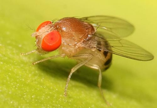  Ruồi giấm. Ruồi giấm có thể ngửi và phát hiện ung thư bằng râu. Bên cạnh việc phân biệt tế bào ung thư với tế bào khỏe mạnh, ruồi giấm còn có khả năng phân biệt được những loại tế bào ung thư khác nhau.