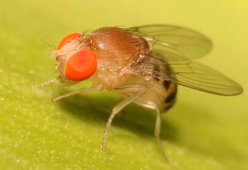  Ruồi giấm. Ruồi giấm có thể ngửi và phát hiện ung thư bằng râu. Bên cạnh việc phân biệt tế bào ung thư với tế bào khỏe mạnh, ruồi giấm còn có khả năng phân biệt được những loại tế bào ung thư khác nhau.