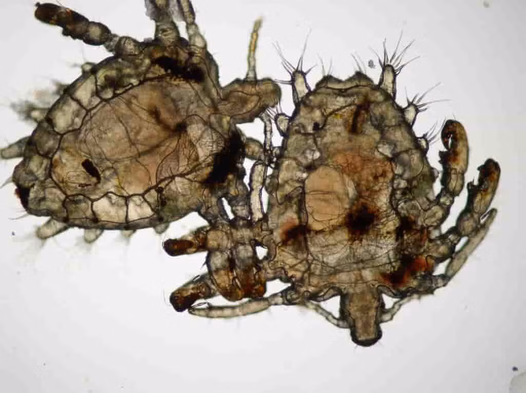 Vòng đời của rận mu kéo dài từ 16 - 25 ngày. Rận cái đẻ trung bình khoảng 3 quả trứng mỗi ngày.