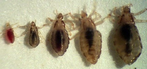 Rận mu có thể lây từ người này sang người khác qua tiếp xúc trực tiếp giữa người với người, qua việc sử dụng chung đồ dùng cá nhân hoặc quan hệ.