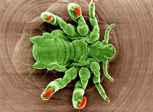 Rận mu có thể bám rất chắc trên những sợi lông của con người nhờ các móng vuốt cong của mình. Rận mu chỉ “thích” ký sinh trên cơ thể con người, đặc biệt là nam giới. Nó nằm sâu trong lỗ chân lông, bám chặt vào da người và chỉ ló ra ngoài phần đầu mà thôi. Do đó mà việc tự tay bắt rận mu vô cùng khó khăn.