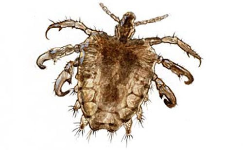 Không chỉ sống ở "vùng kín", rận mu còn có thể hiện diện ở lông mi, lông mày và kể cả tóc. Nó có tốc độ đẻ trứng rất nhanh. Trứng rận mu bám vào những phần lông thô ráp trên cơ thể, phát triển qua 3 giai đoạn khác nhau và trưởng thành sau 10 - 17 ngày.