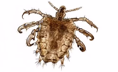 Không chỉ sống ở "vùng kín", rận mu còn có thể hiện diện ở lông mi, lông mày và kể cả tóc. Nó có tốc độ đẻ trứng rất nhanh. Trứng rận mu bám vào những phần lông thô ráp trên cơ thể, phát triển qua 3 giai đoạn khác nhau và trưởng thành sau 10 - 17 ngày.