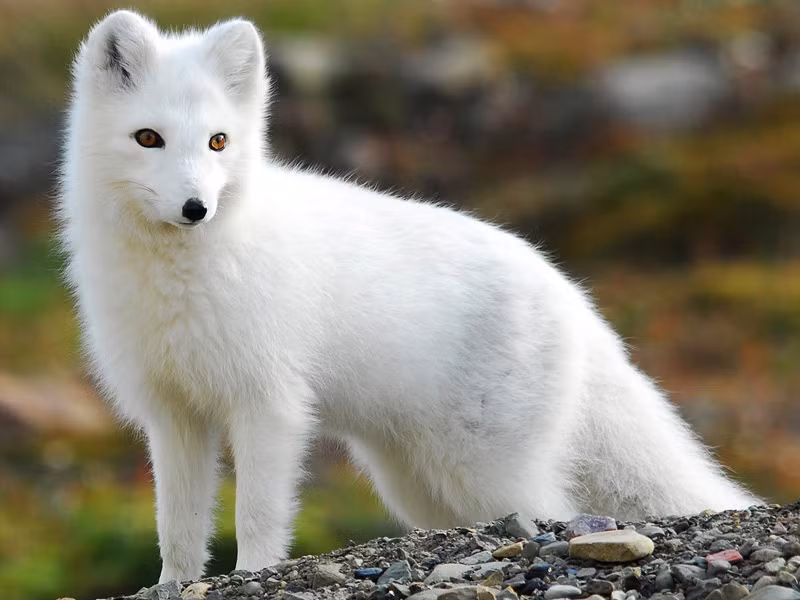  Cáo tuyết Cáo tuyết có bộ lông dày màu trắng, giúp dễ dàng hấp thu và giữ nhiệt để sinh tồn trong cái lạnh khắc nghiệt ở Bắc Cực. Tuy nhiên, khi bước vào mùa hè, bộ lông trắng của chúng được thay thế bằng bộ lông màu xám. Điều này giúp cáo tuyết có thể ngụy trang với điều kiện môi trường xung quanh để săn các con mồi như thỏ rừng, chim… 