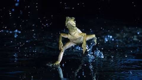 Thằn lằn Chúa Jesus Thằn lằn Chúa Jesus có thể di chuyển dễ dàng trên mặt nước. Lý do chúng có khả năng "lăng ba vi bộ" này nằm ở bước sải chân của chúng, vốn có thể được chia ra làm 3 quá trình: đập chân chạm xuống mặt nước, sau đó đạp về phía sau để tạo lực, và cuối cùng lại trở về trạng thái và vị trí ban đầu. 