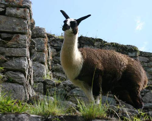  Lạc đà không bướu là loài động vật lớn. Chúng có họ với lạc đà nhưng không có bướu, cao 1.8m và nặng 127 kg – 204 kg.
