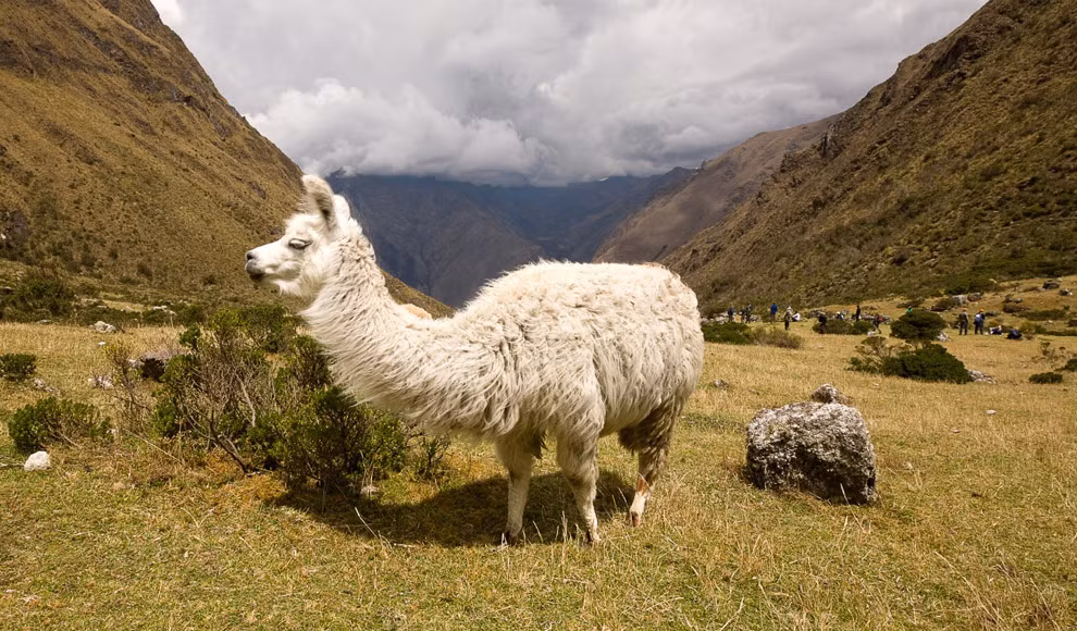 Đây là loài động vật ăn cỏ, chúng có thể ăn 2.72 kg cỏ khô một ngày.