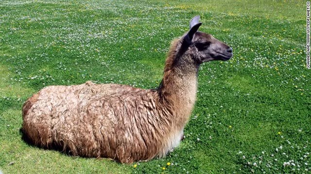 Lạc đà không bướu rất thông minh nhưng cũng vô cùng bướng bỉnh, khi chúng bị ép trở nhiều hàng hóa trên lưng, lạc đà sẽ từ chối không mang cho đến khi bạn bỏ bớt hàng hóa trên lưng của chúng xuống. 