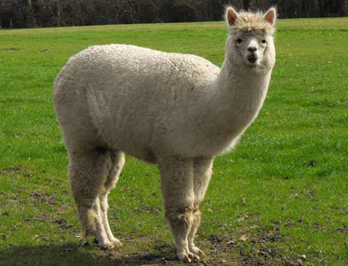 Lạc đà không bướu có cơ quan thị giác, khứu giác và thính giác để phát hiện những kẻ thù nguy hiểm.