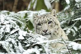 Mặc dù nạn săn bắn trộm đã được ngăn chặn nhưng cũng thật khó để cấm mọi người ở khu vực Châu Á làm hại và giết báo tuyết.