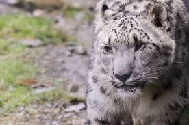 Bởi vì bản tính hay lảng tránh người, nên rất khó để nghiên cứu chúng, chính vì thế chúng mới có tên là “những con ma của núi rừng”.