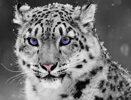  Loài báo tuyết có nhiều đặc điểm để phân biệt với những giống mèo khác trên thế giới. Các chân lớn phủ lông của chúng có tác dụng như những chiếc ủng đi tuyết để thích nghi với nơi chúng sống. 