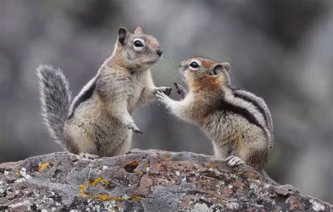 3. Sóc Loài sóc thường thu lượm hạt dẻ và cất giấu chúng ở nhiều nơi khác nhau để ăn trong suốt mùa đông. Tuy nhiên, khi cần tìm lại số hạt dẻ này, chúng lại chạy vòng vòng như những “con gà không đầu” chỉ để cố nhớ lại nơi mà chúng đã cất giấu hạt dẻ. Nguồn: buzzle 