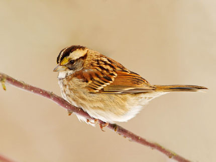 Chim sẻ là động vật ăn thịt nhưng nó có thể thay đổi tập quán ăn uống khi sống gần gũi với con người. Chim sẻ chủ yếu ăn sâu bướm và một số loài côn trùng nhỏ, tuy nhiên chúng cũng ăn các loại hạt, quả mọng và trái cây.