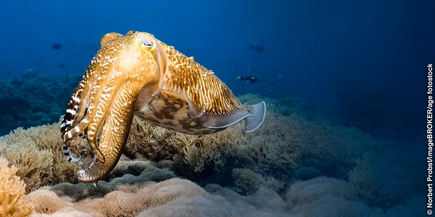 Mực nang. Mực nang có tới hàng triệu tế bào sắc tố, vì thế mà không khó nó có thể thay đổi màu sắc phù hợp với môi trường xung quanh. Mực nang thay đổi màu sắc không chỉ để ngụy trang mà còn để thu hút bạn tình và giao tiếp.